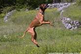 20060511_104137 Rhodesian Ridgeback.jpg